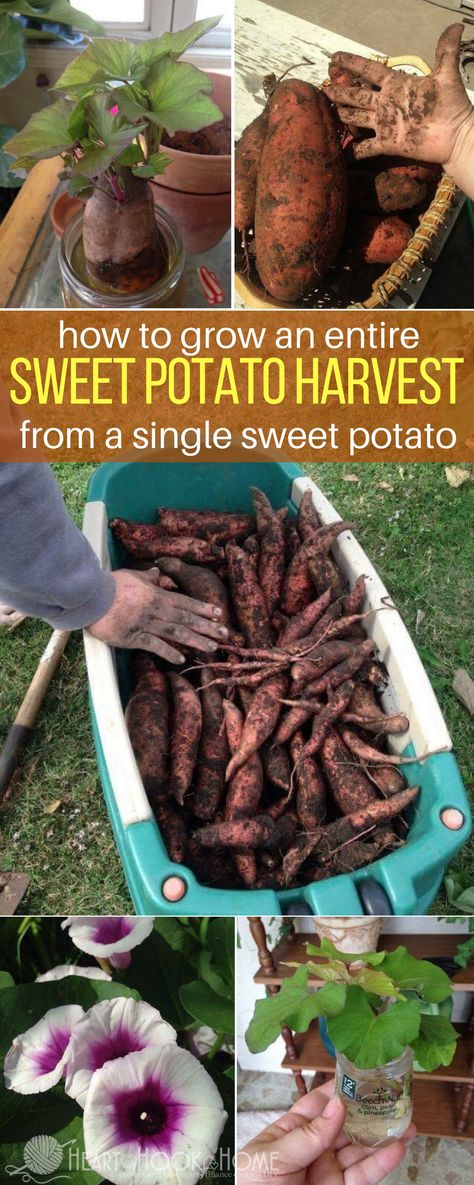 How to Grow Sweet Potatoes from Sweet Potato Slips Sweet Potato Slips, Growing Sweet Potatoes, Growing Veggies, Organic Vegetable Garden, Garden Veggies, Veg Garden, Have Inspiration, Home Vegetable Garden, Organic Gardening Tips