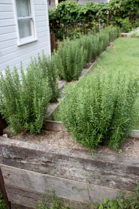 Would you like to remodel your home with the best products at a low price or on a low budget? Then go to rexgarden.com now and see the best reviews so you can get the home of your dreams without spending a lot of money. #house #garden #gardening #housedecor Rosemary Hedge, Plant Rosemary, Rosemary Garden, Landscape Yard, Evergreen Landscape, Tattoo Plant, Garden Hedges, Backyard Farm, Rosemary Plant