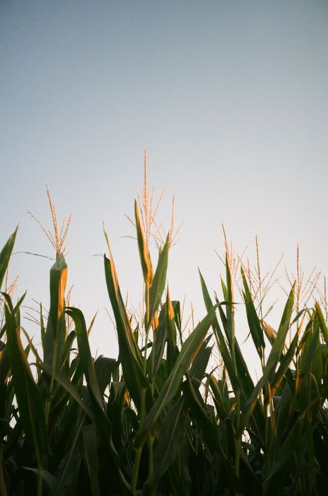 Green Wheat Field, Prairie Aesthetic, Sunset Field, Green Wheat, Corn Field, Wheat Field, Wheat Fields, Green Grass, Painting Tips