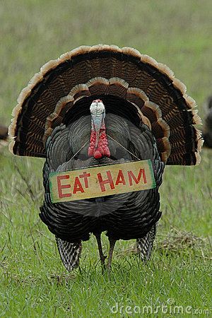 Stock Photography: Thanksgiving Humor: 'Eat Ham' Turkey. Image: 577802 Thanksgiving Meme, Thanksgiving Humor, Thanksgiving Jokes, Turkey Stock, Turkey Time, Funny Commercials, Free Thanksgiving, Mom Diy, Wild Bird