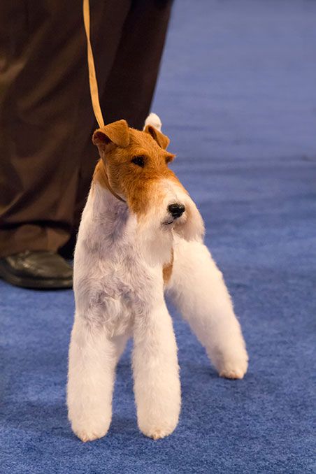 Sky, The Wire-haired Fox Terrier Wins Best in Show at Westminister Tonight. 2/11/2014. (Google Search) Wirehaired Fox Terrier, Dog Den, Puppy Kisses, Terrier Breeds, Fox Terriers, Wire Fox Terrier, Best In Show, Raining Cats And Dogs, Airedale Terrier