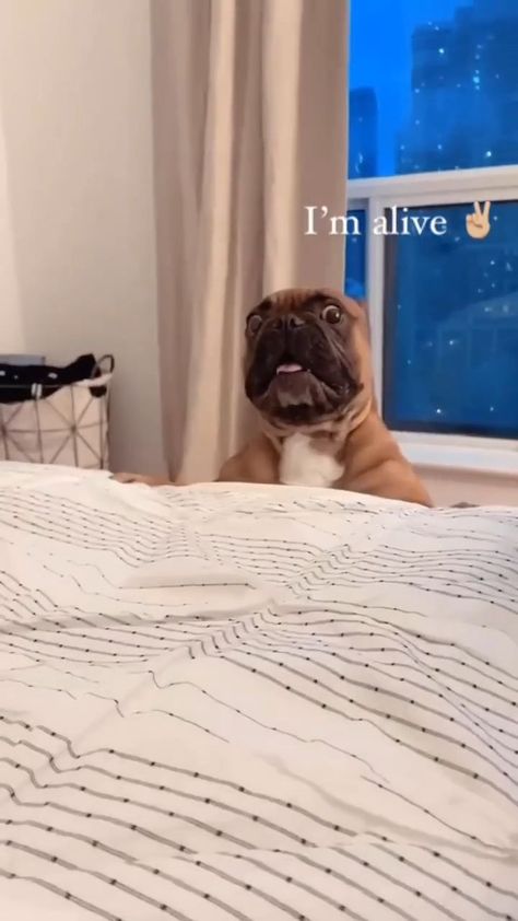 Funny French Bulldog Pictures, Frenchie Videos Funny, Funny Frenchie Videos, Frenchy Puppies, Bulldog Puppies Videos, French Bulldog Videos, Frenchie Funny, Funny French Bulldogs, Frenchies Puppies