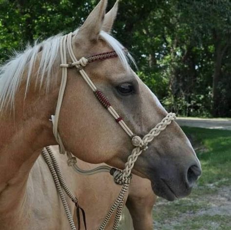 Loping Hackamore, Horse Tack Diy, Horse Braiding, Barrel Racing Saddles, Diy Horse, Horse Halters, Horse Show Clothes, Palomino Horse, Barrel Racing Horses