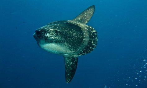 Have you heard about a giant #fish with no tail?  The #OceanSunfish, or the #MolaMola is one of the heaviest and weirdest-looking fish in the #ocean.  Although an #endangeredspecies, a few can be spotted here in the #Philippines!  So this week, with photos and videos, get to know the Mola Mola 🐠 Scuba Diving Bali, Ocean Sunfish, Sun Fish, Mola Mola, Ocean Aquarium, Weird Fish, Whale Art, Underwater Creatures, Rare Animals