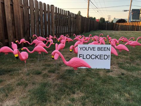 flock of flamingos in yard with sign src tiffany moyes Flocked Fundraiser, Flamingo Fundraiser, Yard Pranks, Painted Flamingos, You've Been Flocked, Pink Flamingos Lawn Ornaments, Yard Flamingos, Prank Wars, Trash Bash