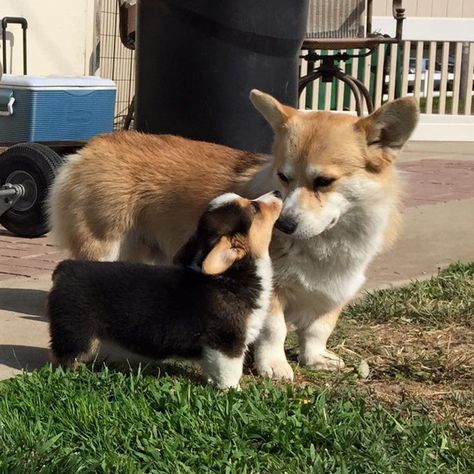 Shiloh Aesthetic, Cute Corgi Puppy, Corgi Puppy, Cute Corgi, Fluffy Animals, Corgi Dog, Cute Animal Photos, Cute Animal Pictures, Cute Creatures