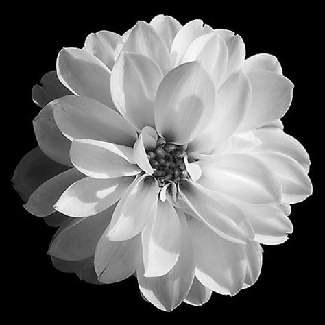 Black And White Flower, Photography Black And White, Black And White Love, Black And White Flowers, Pictures Photography, Trendy Flowers, Black Picture, White Picture, Black And White Illustration