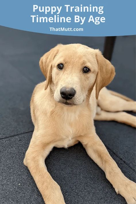 Puppy training timeline by age Puppy Training By Age, Puppy Training Timeline, Puppies Training Tips, Treats For Puppies Training, Puppy Potty Training Schedule By Age, Puppy Training Videos, Lab Puppy Training Tips, Puppy Training Schedule By Age, Puppy Timeline