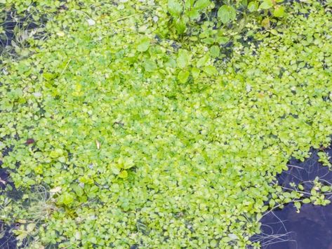 Growing Duckweed – Duckweed In Backyard Ponds And Aquariums Growing Duckweed, Backyard Ponds, Ponds Backyard, Water Plants, Ponds, Aquariums, Hydroponics, How To Grow, More Information