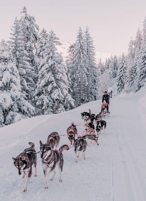 Huskies Sled, Thanksgiving Wallpaper, Winter Inspo, Winter Scenery, Dog Sledding, Winter Aesthetic, Sled, Winter Time, Of Wallpaper