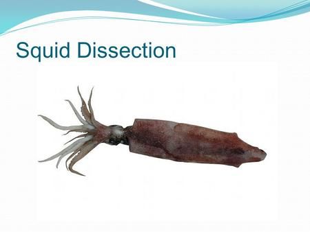 Squid Dissection.> Squid Dissection, Anatomy Arms, Squid Beak, Gender Determination, Hand Lens, Kingdom Animalia, Dark Ink, Study Tools, Respiratory System