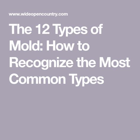 The 12 Types of Mold: How to Recognize the Most Common Types House Mold, House Maintenance, Mold Exposure, Toxic Mold, Learn Pinterest, Types Of Mold, Asthma Symptoms, Watery Eyes, Mold Growth