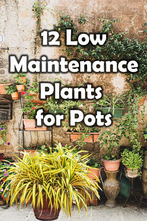 Pots are a fantastic way to add some flexibility and seasonal variation into a garden space. Low maintenance plants which look amazing and have good drought tolerance are a great choice. Here I summarise 12 low maintenance plants perfect for growing in pots. Low Maintenance Drought Tolerant Garden, Patio Potted Plant Ideas Full Sun, Outdoor Low Maintenance Plants, Easy Patio Plants, Outdoor Plants Low Maintenance, Drought Tolerant Plants For Pots, Low Maintenance Potted Plants Outdoor, Pots Plants Outdoor Ideas, Plants In Pots Outdoor Backyard Ideas