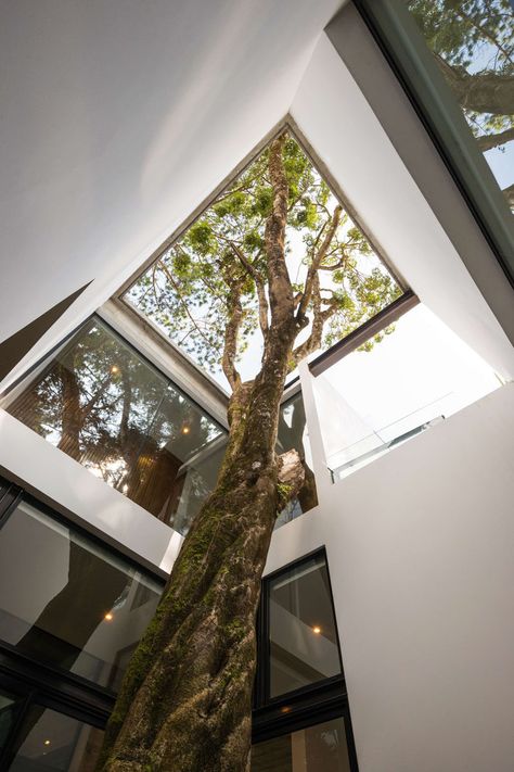 The architects designed this modern house around a tree that was original to the site. #Architecture #LightWell #Trees Modern Concrete Home, Tree Interior, Concrete Houses, Concrete Home, Architecture Magazines, Concrete House, Interior Garden, Contemporary Interior Design, Architect Design