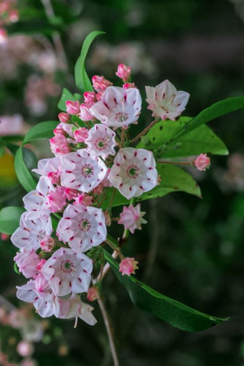 Laurel Shrub, Laurel Plant, Laurel Flower, Flower References, Kalmia Latifolia, Broadleaf Evergreen, Pink Mountains, Mountain Laurel, Evergreen Shrubs