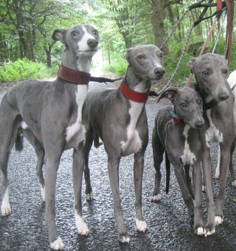 Whippets maybe? Or Iggy's? Blue Greyhound, Blue Italian Greyhound, Grey Whippet, Blue Whippet, Italian Greyhound Dog, Grey Hound, Sight Hounds, Greyhound Art, Whippet Dog