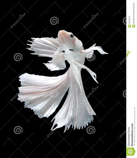 Creature Marine, White Things, Betta Fish Types, Pretty Fish, Beta Fish, White Fish, Underwater Creatures, Exotic Fish, Beautiful Fish