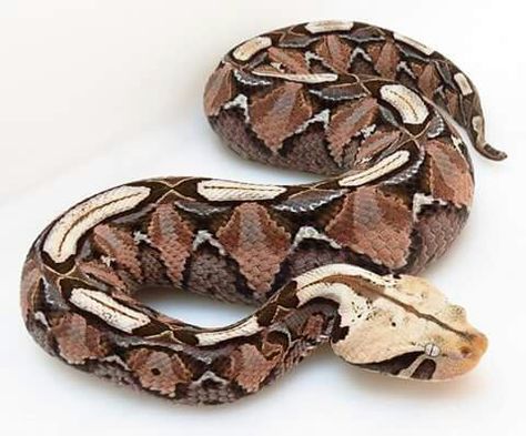 Gaboon viper Gaboon Viper, Viper Snake, Hognose Snake, Pretty Snakes, Colorful Snakes, Boa Constrictor, Corn Snake, Cute Reptiles, Beautiful Snakes