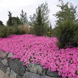 Wave petunia as groundcover Trailing Petunias, Petunia Seeds, Hardening Off Seedlings, Texas Landscaping, Wave Petunias, Petunia Flower, Rock Gardens, Farmhouse Front, Plant Spacing