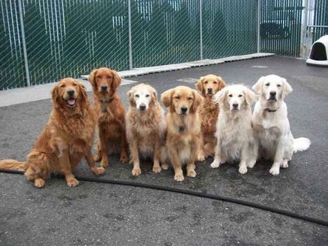 When this group reminded everyone that family time is the most valuable time. Golden Retriever Colors, Golden Retriever Training, Golden Retriever Funny, Golden Retriever Mix, Dogs Training, Color Spectrum, Retriever Puppy, Dogs Golden Retriever, Golden Retrievers