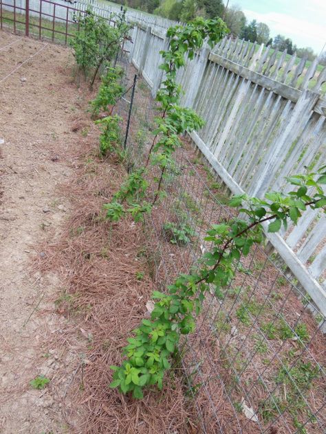 Growing Raspberries Year 2 Raspberry Growing, Growing Berries, Raspberry Trellis, Raspberry Canes, Gardening Tricks, Growing Raspberries, Raspberry Plants, Berry Patch, Edible Gardening