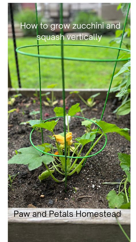 Is your zucchini and squash plants taking over your garden? Do you want to grow zucchini and squash, but your think you don't have enough room? This new way of growing will definitely help you. Trellis Squash, How To Grow Zucchini, Gem Squash, Grow Zucchini, Crookneck Squash, Growing Squash, Growing Zucchini, Zucchini And Squash, Squash Plant