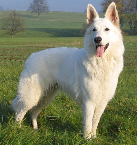 White Swiss Shepherd, White Shepherd, White German Shepherd, 강아지 그림, White Dog, Shepherd Puppies, White Dogs, German Shepherd Puppies, Alam Yang Indah