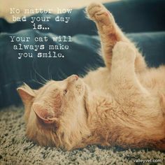 34 #Quotes Only Cat Owners Will Understand! Skateboarder, Cat Quotes, Cat Person, Cute Kittens, Cat Care, Animal Quotes, Cats Meow, Cat Owners, Beautiful Cats