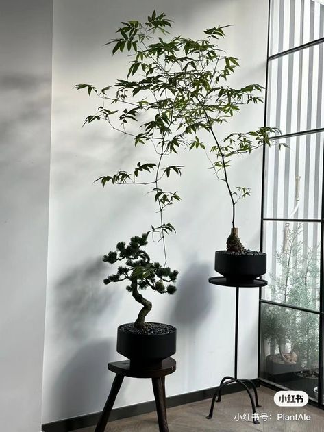 Japanese Indoor Plants, Japanese Plants, Japandi Home, Black Leather Sofas, Japanese Decor, Floor Plants, Dark Home, Bonsai Art, Plant Decor Indoor