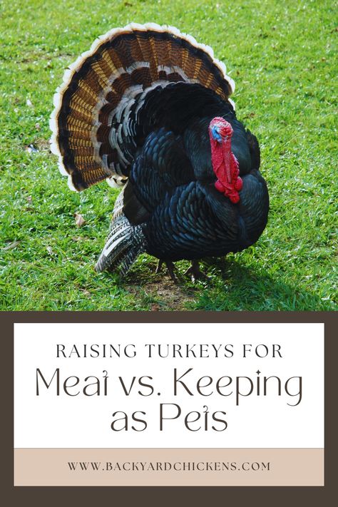 Raising Turkeys As Pets, Pet Turkey Care, Keeping Ducks, Bourbon Turkey, Pet Turkey, Raising Turkeys, Meat Birds, Bird Mom, Animal Husbandry