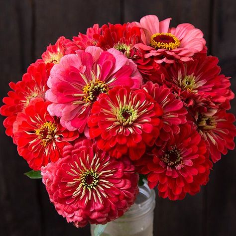 Organic Non-GMO Giant Coral Zinnia Flowers 2023, Zinnia Garden, Lilies Of The Field, Zinnia Elegans, Perennial Vegetables, Zinnia Flowers, Day Glow, Coral Flowers, Organic Seeds