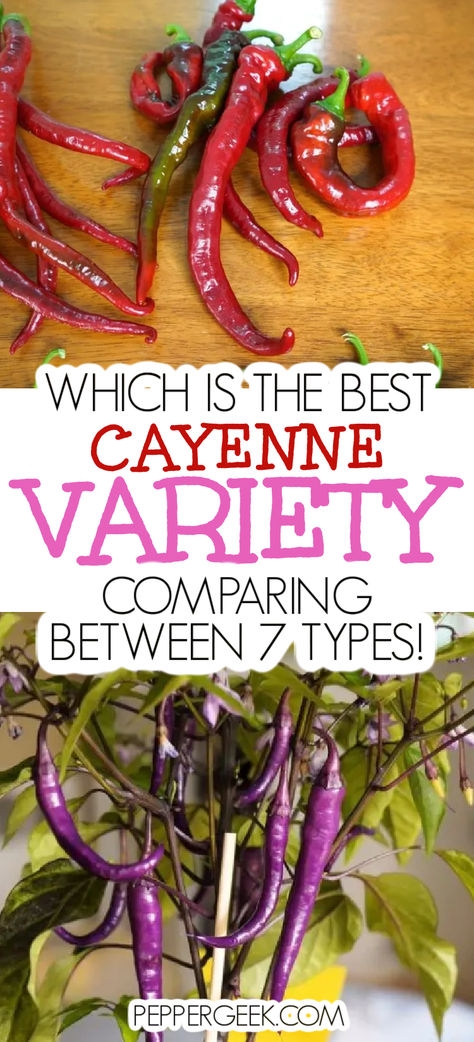 Not all cayenne peppers are created equal. In fact, there are some major differences between the different types of cayenne peppers. That’s why we grew 7 different cayenne varieties, to find the best. Pepper Varieties, Purple Pepper, Best Powder, Homemade Chili, Cayenne Pepper, Chili Flakes, Taste Testing, Cayenne Peppers, Medicinal Herbs