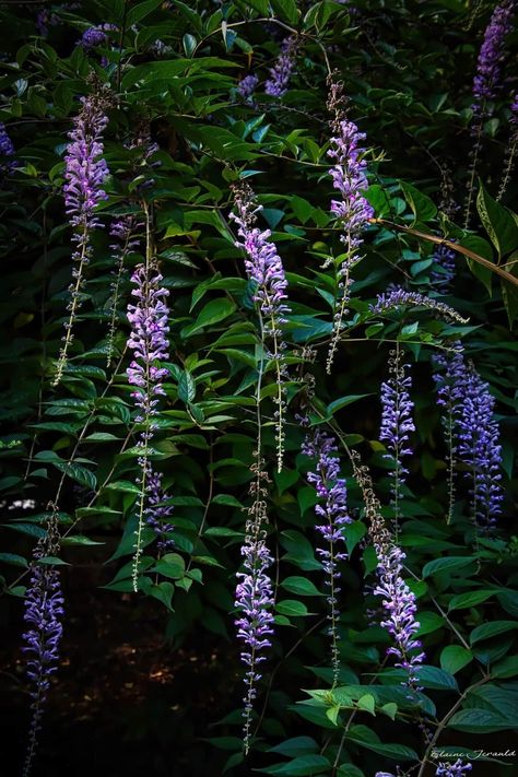 Dream Garden, Plants