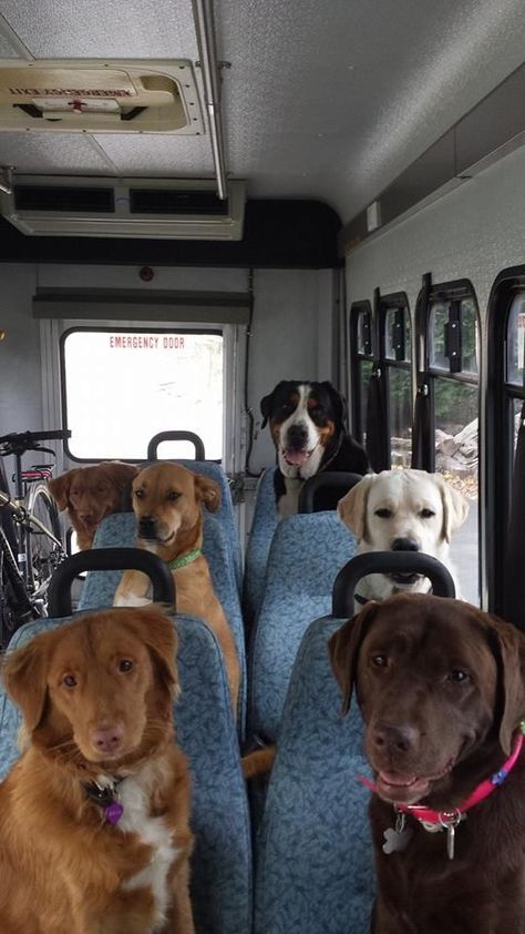 Dog School, Dog Daycare, Dog Car, Beautiful Dogs, Animals Friends, Dog Pictures, I Love Dogs, Animals Beautiful, Dog Love