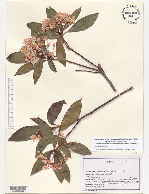 Plant Study Art, Art Portfolio Ideas, Art School Portfolio, School Portfolio, Kalmia Latifolia, Exploration Art, Botanical Sketchbook, Plant Study, Pressed Flower Crafts