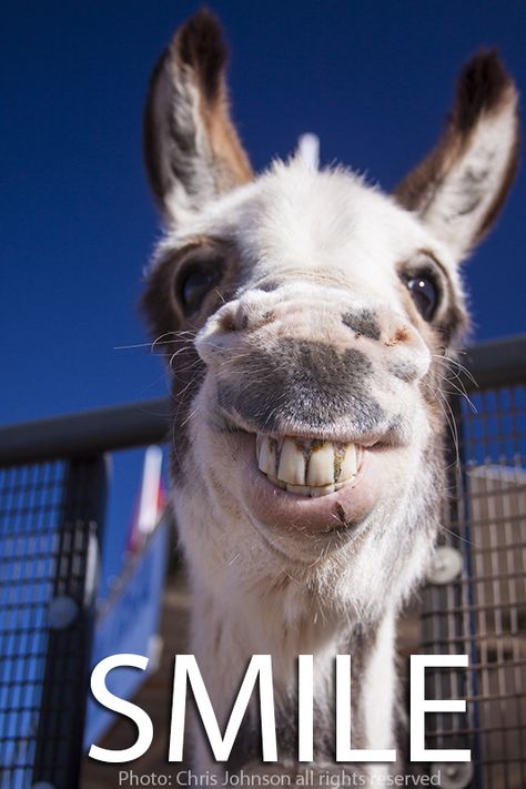 MY FUNNY DONKEY PHOTO..SMILE Donkey Funny, Smiling Animals, Cute Donkey, Animal Sounds, Cute Horses, Cute Animal Photos, Smile On, Cute Animal Pictures, Happy Animals