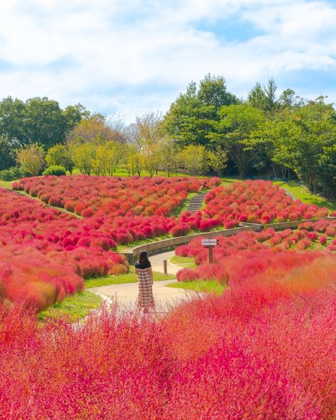 During the autumn or early autumn in Japan, one of the must-see attractions is the Kochia bushes.🍂These plants start with vibrant green in the summer💚and then transform into a stunning shade of red during autumn.❤️ This picturesque park is situated in Kagawa Prefecture🗾 It is an ideal destination for travelers wishing to explore the Japanese countryside while avoiding the large crowds typically found at popular tourist spots.😉 📍Sanuki Manno Park, Kagawa Japan @sanukimannopark #japan #japa... Kagawa Japan, Japan Tourist Spots, Japan Countryside, Japanese Countryside, Kagawa, Large Crowd, Shade Of Red, Early Autumn, Tourist Spots