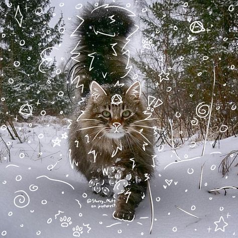 Black Norwegian Forest Cat, Therian Pfp, Cat Therian, Animal Outline, Maybe In Another Life, Norwegian Forest, Silly Cats Pictures, Forest Cat, Norwegian Forest Cat