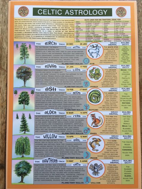 Ogham Trees, Celtic Tree Calendar, Celtic Tree Astrology, Celtic Calendar, Celtic Paganism, Ogham Alphabet, Celtic Zodiac, Celtic Runes, Celtic Astrology