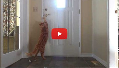 Bentley the Cat Opens the Door and Lets Himself Out (VIDEO) Cat Company, Kitten Videos, Cat Videos Funny, Best Cat Gifs, Cat Please, Pet Videos, Cats Videos, Cat Stories, Kitten Gif