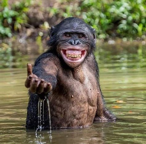 17.5k Likes, 390 Comments - Lovejoy Kisali (@lovejoy_kisali) on Instagram: “I dream of a day where animals are loved and respected, they are not hunted for mindless fun or for…” Wildlife Facts, Africa Wildlife, Great Ape, Monkeys Funny, Foto Art, Primates, Animals Images, Funny Animal Pictures, Animal Photo