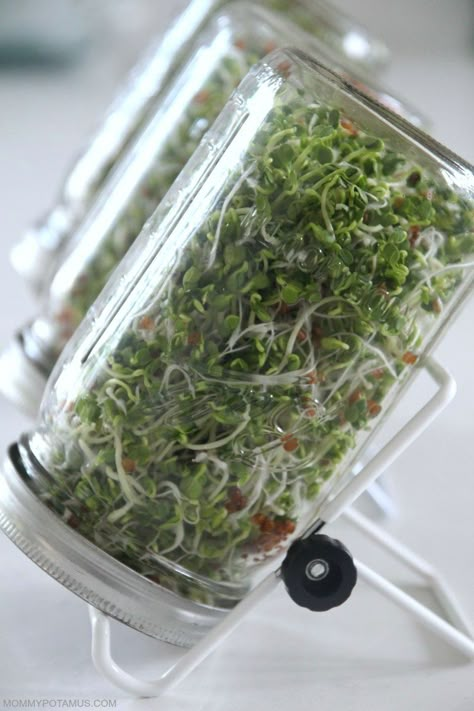 How To Grow Sprouts in Your Kitchen The Easy Way Sprout Garden, Sprouts Benefits, How To Grow Sprouts, Grow Sprouts, Microgreens Garden, Lacto Fermentation, Herbs Growing, Growing Sprouts, Indoor Grow