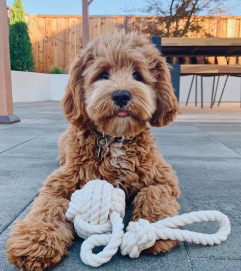 Cocker Spaniel Mix Poodle (Ultimate Cockapoo Breed Guide) | PupTraveller Cocker Spaniel Poodle Mix, Poodle Cross Breeds, Cocker Spaniel Poodle, Poodle Mix Puppies, Cocker Spaniel Mix, Cockapoo Puppies, Cute Goats, Cute Animals Puppies, Cute Dog Pictures