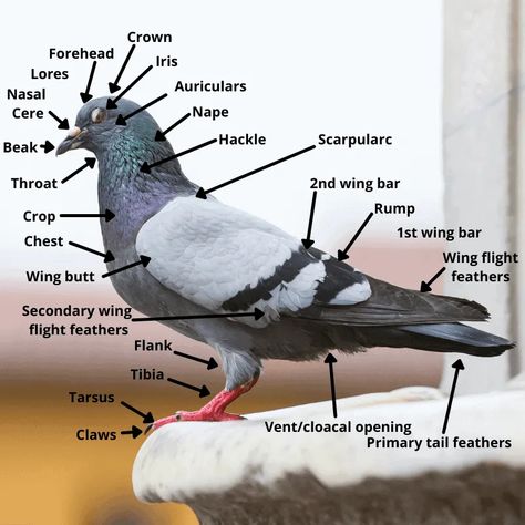 Peagons Bird, Pigeon House Ideas Diy, Pigeons As Pets, Pigeon Facts, Pigeons Aesthetic, Pigeon Reference, Pigeon Aviary, Pigeon Keeping, Pigeon Pet