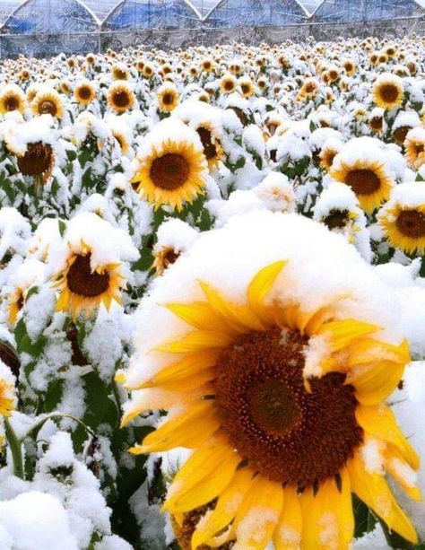 Sunflower Arrangements, Sunflowers And Daisies, Snow Flower, Sunflower Pictures, Sunflower Garden, Sunflower Wallpaper, Sunflower Field, Winter Magic, Sunflower Fields