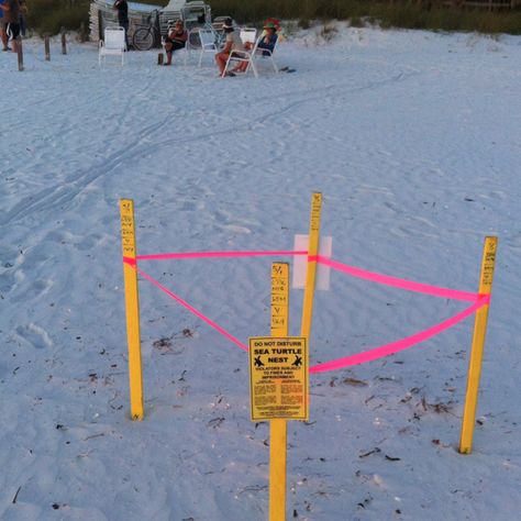 Siesta Key Florida Sea Turtle nest.. They are heavily protected in this area. First time we actually saw one on the beach St Thomas Sea Turtles, Sea Turtle Rescue, Sea Turtle Nest, Turtle Beach Florida, Siesta Key Florida, Save The Sea Turtles, Snorkeling With Sea Turtles, Gulf Coast Beaches, Siesta Key Beach