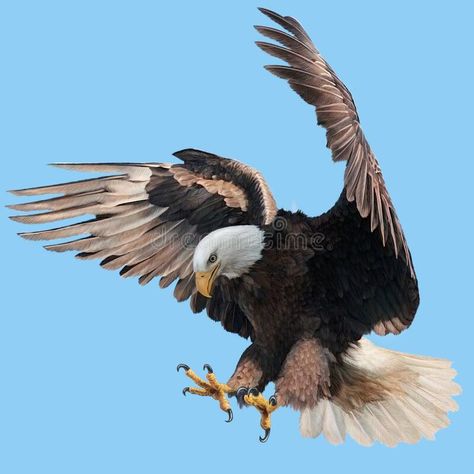 Eagle Reference Photo, Eagle Landing Tattoo, Eagle Reference Drawing, Bald Eagle Reference, Bird Attacking, Eagle Reference, Bald Eagle Drawing, Eagle Attacking, Landing Eagle