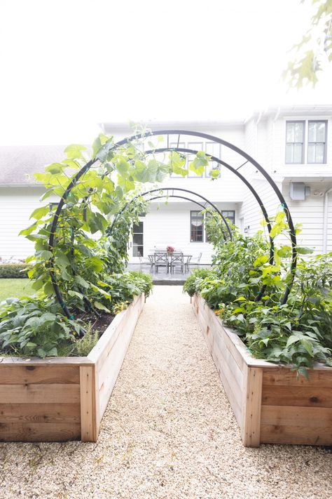 Gardenary's Modern Arch Trellis in Raised Garden Beds • Gardenary Bed Arch, Steel Edging, Arch Trellis, Cedar Garden, Veg Garden, Classic Kitchen, Vegetable Garden Design, Raised Bed, Garden Boxes