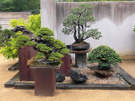 Bonsai Decor, Japanese Garden Backyard, Xeriscape Front Yard, Bonsai Display, Chinese Plants, Small Japanese Garden, Japanese Garden Landscape, Bonsai Tree Care, Potted Plants Outdoor