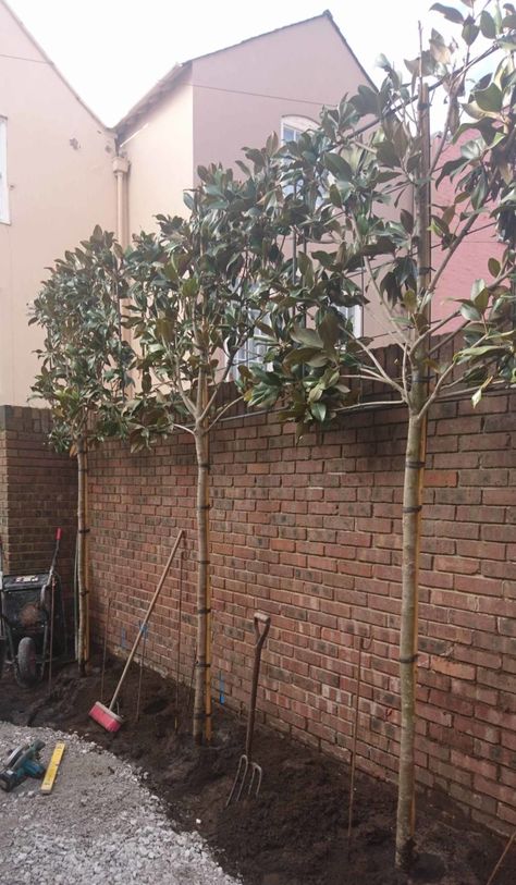 Cottage Courtyard, Georgian Cottage, Brick Wall Gardens, Wallpaper Garden, Small Courtyard Gardens, Courtyard Gardens Design, Garden Privacy, Back Garden Design, Aesthetic Garden